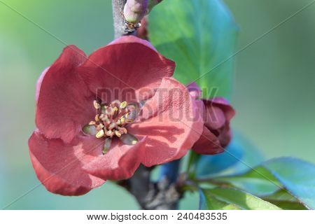 Red Flowers Of Japanese Quince. Blooming Maule's Quince Chaenomeles Japonica