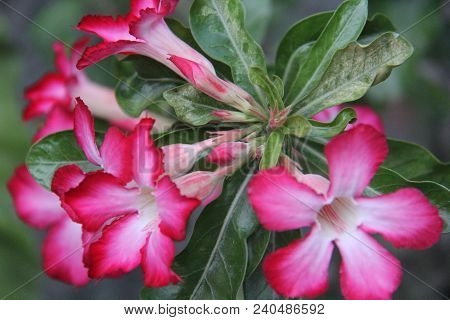 Adenium Obesum. Kamboja Jepang, Red Flower, Flowers Bloom In Adenuim Obesum. Adeniunm Obesum Flowers
