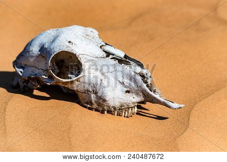 Close Up Skull Of Sheep Lying In Sand In Desert. Murraine Or Famine Concept