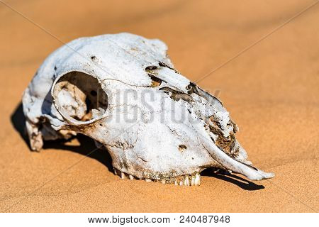 Close Up Skull Of Sheep Lying In Sand In Desert. Murraine Or Famine Concept