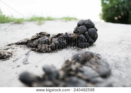 Big Pile Of Horse Manure On A Sand Road. A Pile Of Fresh And Smelly Horse Manure On A Dirt Road. Dro