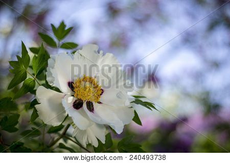 White Flower Of A Tree-like Peony Paeonia Suffruticosa.