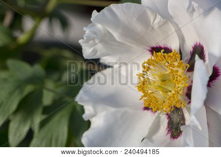 White Flower Of A Tree-like Peony Paeonia Suffruticosa.