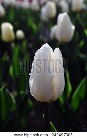 After The Rain, White Tulips
.photographed In Changchun, China