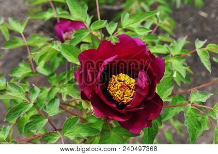 A Fuchsia Peony Flower
.photographed In Changchun, China