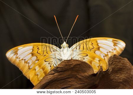Powdered Baron, Euthalia Sp, Nymphalidae, Trishna From Tripura State Of India