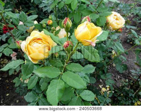 Beautiful Globular Flowers And Pink Buds Of The Yellow Rose 