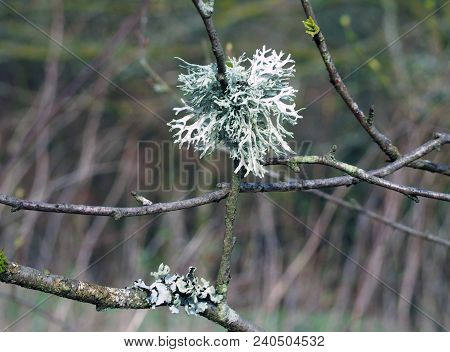 Close Up Of Oak Moss Lichen Growing On A Twig In Woodland