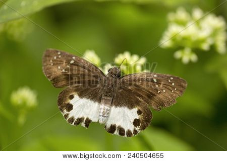 Water Snow Flat, Tagiades Sp, Hesperiidae, Manu, Tripura State Of India