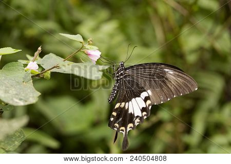 Yellow Helen, Papilio Sp, Papilionidae, Manu From Tripura State Of India