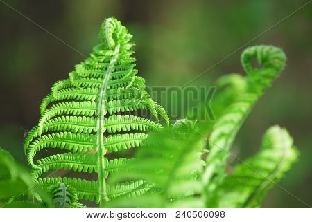 Nephrolepis Exaltata The Sword Fern - A Species Of Fern In The Family Lomariopsidaceae