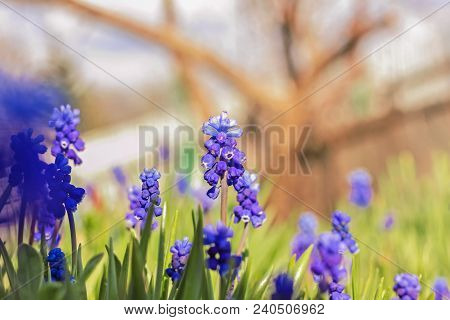 Muskari Blue Flowers At Sunny Spring Happy Day