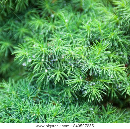 Branches Of Juniper, The Evergreen Coniferous Plant With Needle-like Leaves.