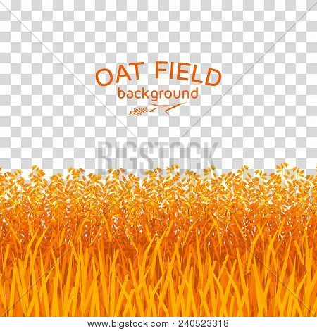 Golden Oat Field On Checkered Background. Colorful Vector Illustration.