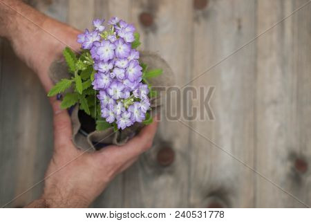 Men's Hands Tie Purple Bow On Flower Pot With Little Purple Flowers Decorated With Burlap Fabric. Wo
