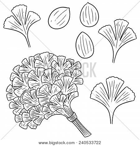 Vector Set Of Coriander Hand Drawn Cartoon