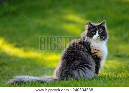 Norwegian Forest Cat Sitting Outdoors With Early Morning Light