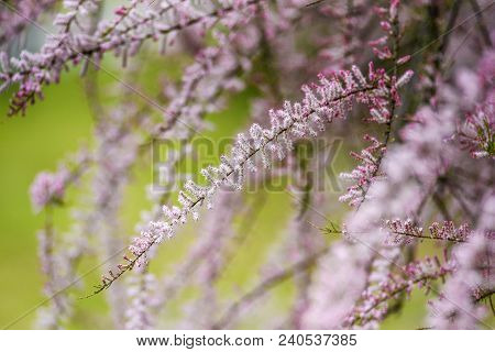 Blooming Pink Tamarix In A Garden Spring Season.