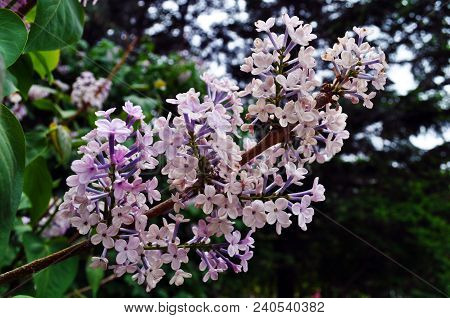 Lilac In Full Bloom
Photographed In Changchun, China