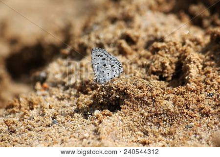 A Small White Butterfly Is On The Sand.