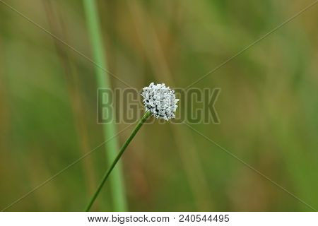 Eriocaulaceae In Beautiful Nature With Small Flowers.