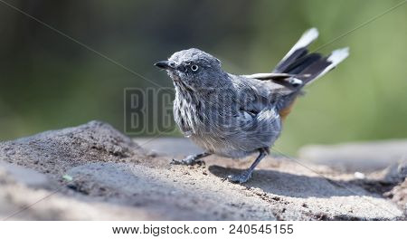 Chestnut Vented Tit-babbler Drinks Water From A Waterhole In The Kalahari Desert