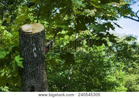 A Large Spotted Woodpecker Sits On A Tree. Nature And A Lot Of Greenery