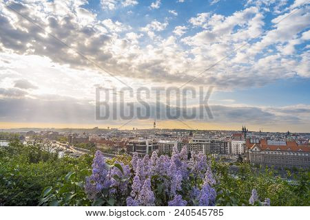 Amazing Sunrise Over The Buildings Of The Old Town Of Prague City And Vltava River, Framed By Bloomi