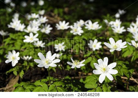 White Flowers Of Forest Snowdrops Anemone Uralensis Closeup On A Blurred Dark Background From Ground