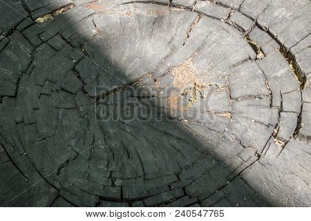 Rings Of A Tree. The Struggle Of Trees Against The Evil And Goodness Of Yin-yang