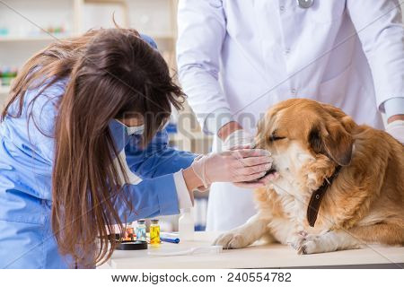 Doctor and assistant checking up golden retriever dog in vet cli