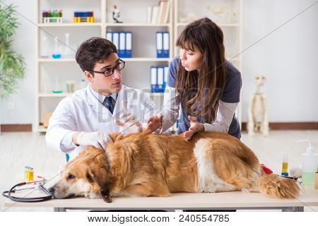 Doctor and assistant checking up golden retriever dog in vet cli