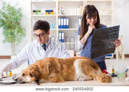 Doctor and assistant checking up golden retriever dog in vet cli