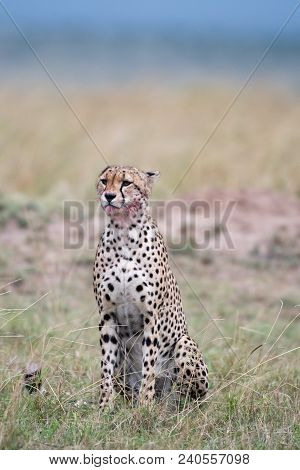 Cheetah Yawning With Blood On Its Face  In Masa Mara Game Reserve, Kenya.