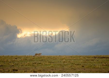 Cheetah Walking Through A Savannah On A Rainy Evening In Masa Mara Game Reserve, Kenya