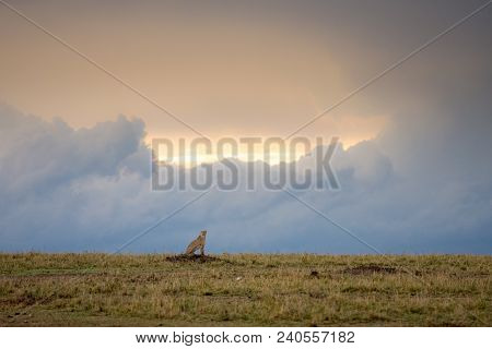 Cheetah Walking Through A Savannah On A Rainy Evening In Masa Mara Game Reserve, Kenya