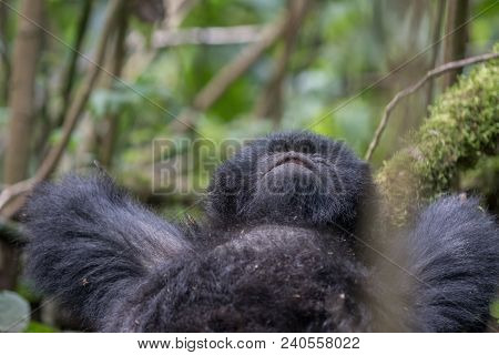 A Mountain Gorilla Resting On A Tree In Volcanoes National Park, Rwanda