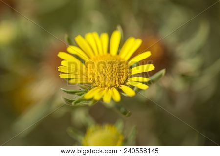 Fauna Of Gran Canaria -  Asteriscus Graveolens Endemic To The Island