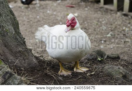 White Muscovy Duck Portrait. Duck With Red Nasal Corals At The Farm
