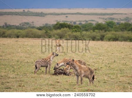 A Group Of Hyenas At A Carcass Run From A Charging Male Lion In A Savannah In Masai Mara Game Reserv
