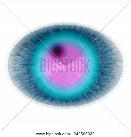 Isolated Elliptic Animal Blue Eye In Rtg Picture. The Eye With Large Pupil And Bright Retina. Shinni