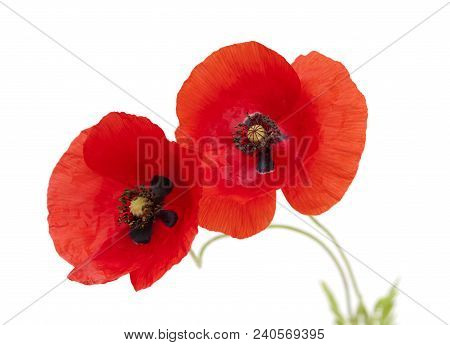 Red Poppy Isolated
