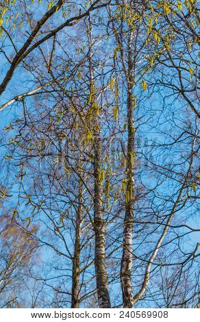 Blossoming Earrings Birches, Against The Blue Sky.