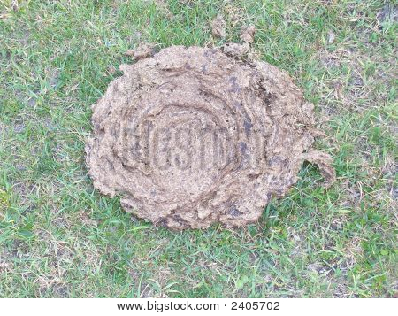 Dung