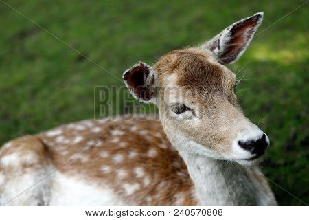 Close-up Of Fallow Deer (dama Dama) On The Meadow. Phtography Of Wildlife.