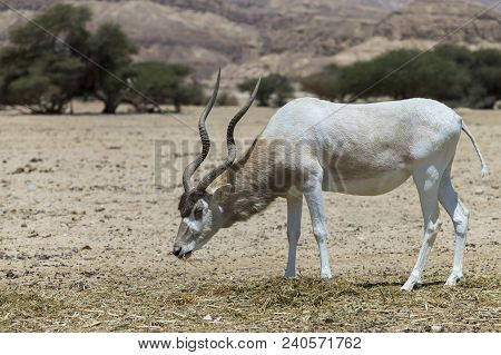 Curved Horned Antelope Addax (addax Nasomaculatus) Was Introduced From Sahara Desert And Well Adopte