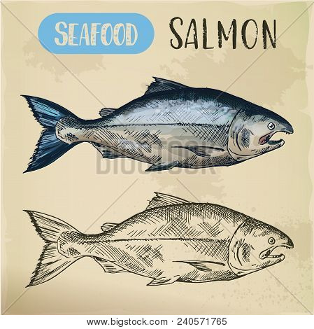 Signboard With Sketch Of Salmon Fish Or Pacific Ocean Gorbuscha. Hand Drawn Seafood For Restaurant M