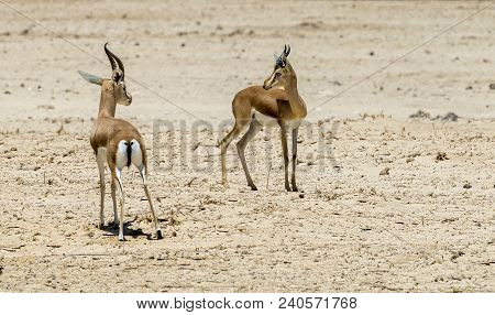 Dorcas Gazelle (gazella Dorcas) Inhabits Nature Desert Reserve Near Eilat, Israel. Expanding Human C
