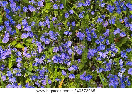 Beautiful Blue Forget-me-not Flowers (myosotis Arvensis) On A Spring Sunny Meadow - Healing And Mell