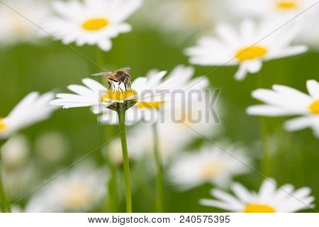 Syrphid Fly Pollinating And Feedeing On Daisy, Syrphid Flies Are Bee-looking Flies Found On Meadows